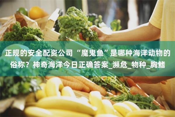 正规的安全配资公司 “魔鬼鱼”是哪种海洋动物的俗称？神奇海洋今日正确答案_濒危_物种_胸鳍